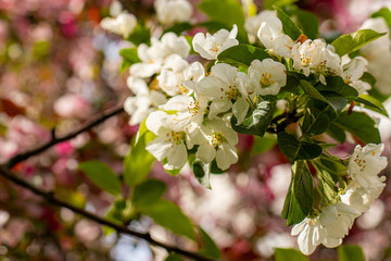 blooming apple tree