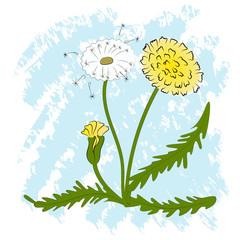 Dandelions. Vector flowers and leaves. Cartoon style. 