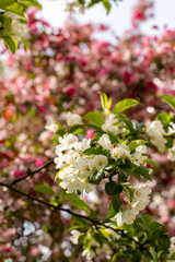 apple tree blossom