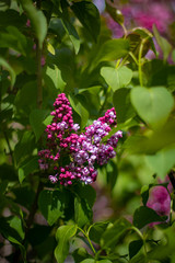 pink flowers in the garden
