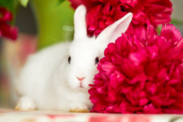 Little cute white rabbit in basket with spring flowers