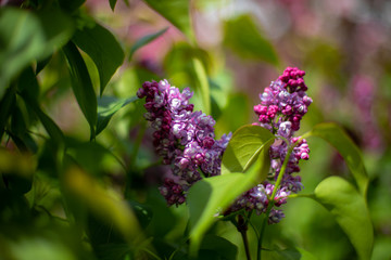 purple flowers in the garden