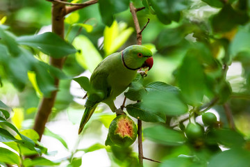 Indian Parrot sitting on the branch of Pear Fruit Tree © CRYSTAL FRAME 