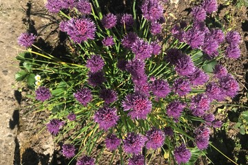 Obraz premium flowers in the garden