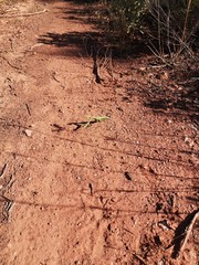 Amantis posando y mirando fijamente a la camara