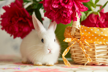 Little cute white rabbit in basket with spring flowers