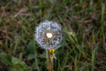 Pusteblume