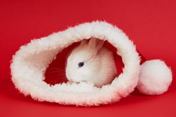 Christmas and New Year white fluffy rabbit in a hat of Santa Claus on a red background