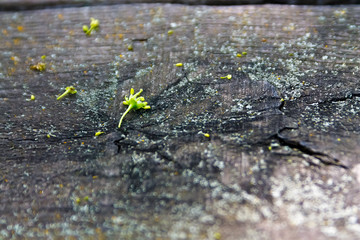 A bud fell from a tree next to a knot on an old board