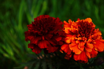 Close-up of a blooming marygold in the garden