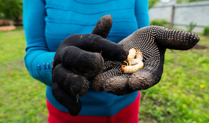Senior Caucasian woman shows hands dug out of the ground beetle larvae