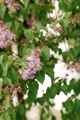 Close-up beautiful lilac flowers with the leaves. Beauty world.