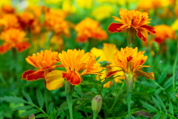 Close-up seedlings of marigold flowers