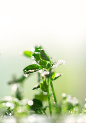 water drops on a green leaf