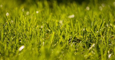 green grass background