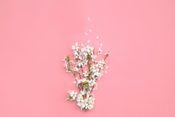 flowering spring cherry branch on a pink background. View from above