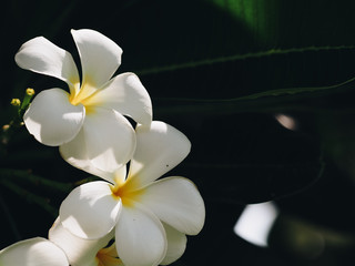 Portrait of blossoming Frangipani flower