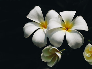 Fototapeta na wymiar Portrait of blossoming Frangipani flower