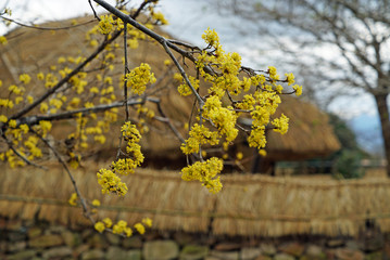 cornlian cherry flower and Korean old house