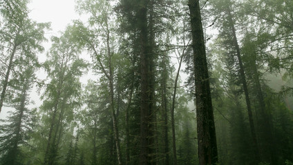 Foggy forest after spring rain