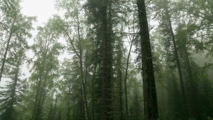 Fototapeta na wymiar Foggy forest after spring rain