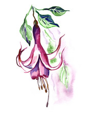 Fuchsia Flower on White Background. Watercolor Illustration.
