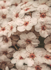 Small blooming white pink flowers as vertical retro vintage  spring summer floral botanical pattern background backdrop texture toned in gentle colors tones