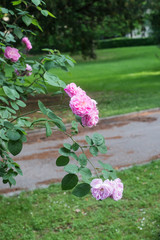 Closeup of pink roses in a public garden