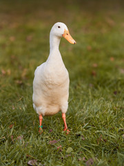 White Indian duck runner against green bokeh background