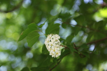 Frühling Microabenteuer Traubenkirsche zart betörend