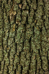 Bark of tree macro. Background closeup of a tree trunk.