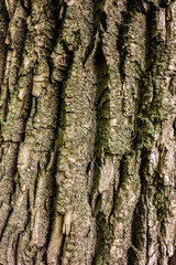 Bark of tree macro. Background closeup of a tree trunk.