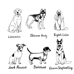Set of dogs, 
different breeds of dogs, shepherd, dachshund, Labrador, Spaniel, Husky, Zhdek Russell. Vector illustration in doodle style. Isolate on a white background.