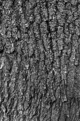 Bark of tree macro. Background closeup of a tree trunk.
