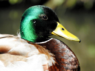 ptak kaczka krzyzowka zyjaca w dolinie rzeki biala w miescie bialystok na podlasiu w polsce © Jacek Sakowicz