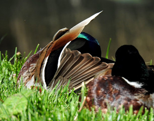 ptak kaczka krzyzowka zyjaca w dolinie rzeki biala w miescie bialystok na podlasiu w polsce © Jacek Sakowicz