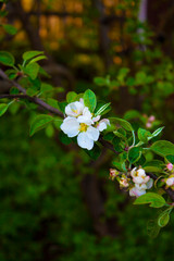 Apple tree branch with flowers. Spring blooming