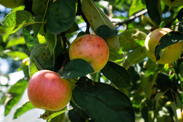 Long red apples on a tree in the summer garden during the day. Ripe juicy sweet fruits with iron and vitamins.