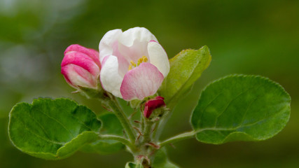 morning blossom of apple tree in spring