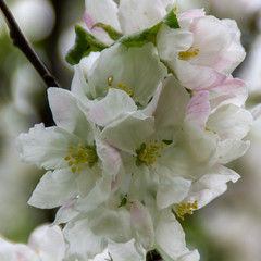 Fototapeta premium morning blossom of apple tree in spring