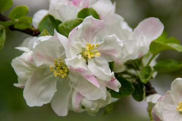 Obraz na płótnie Canvas morning blossom of apple tree in spring