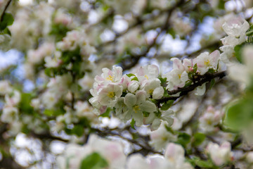morning blossom of apple tree in spring