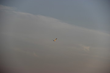 bird in the sky