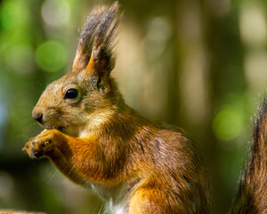 red squirrel on a greenish background