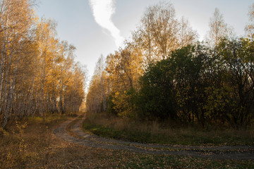 Fototapeta premium Pathway in the forest. Moody autumn road in forest, fall wallpaper. leaf fall. Beautiful autumn landscape, fallen leaves, yellow, orange trees. Winding path