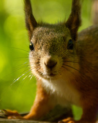 red squirrel on a greenish background