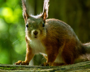 red squirrel on a greenish background