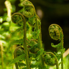 green spirals of fern in May