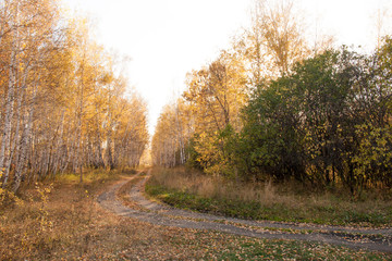 Pathway in the forest. Moody autumn road in forest, fall wallpaper. leaf fall.
Beautiful autumn landscape, fallen leaves, yellow, orange trees. Winding path