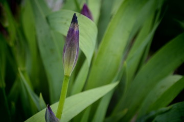 iris flower in spring